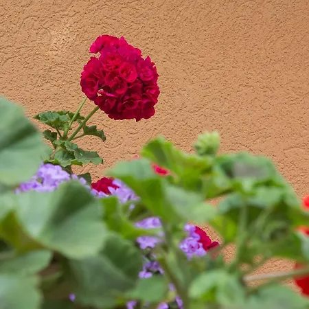 Sunny Complex アパートホテル